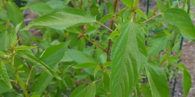 5000 Egyptian Spinach seeds; Jew's Marrow ملوخية Saluyot; best price anywhere!! gallery