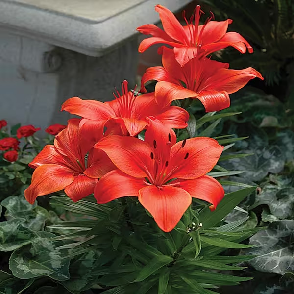 2 - RED ASIATIC LILY Live Flower Bulbs * ATTRACTS BUTTERFLIES gallery