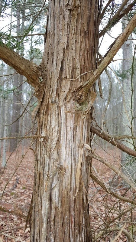 One Eastern Red Cedar Tree Juniperus Virginiana 8"- 12" Live Bare-Root Sapling🌲 gallery