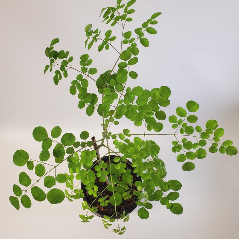 2-3ft Grown Moringa Oleifera Potted Tree 6 Months Old Nutritious Edible Leaves gallery