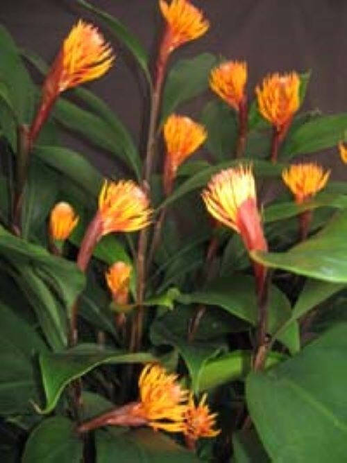 Golden Brush Dwarf Ginger - Burbidgea schizocheila- SMALL ROOTED STARTER Plant gallery
