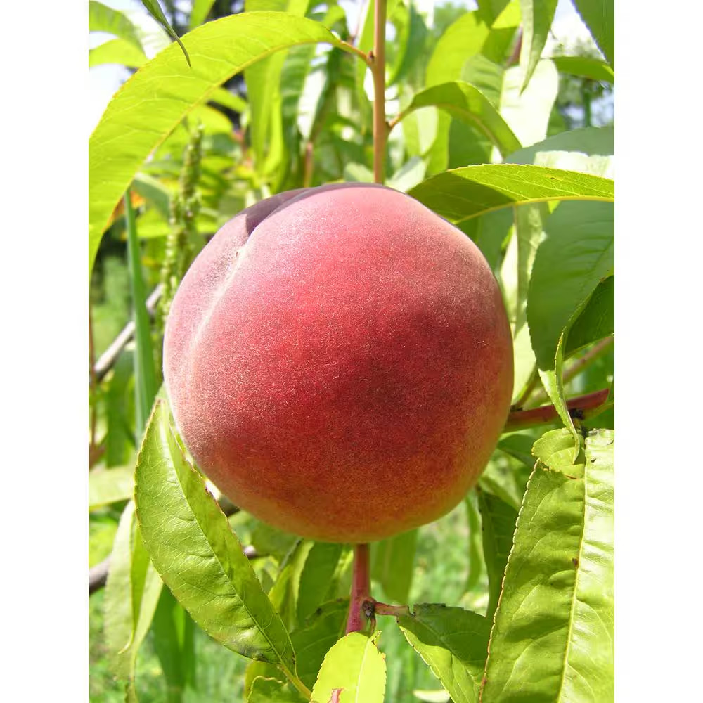 Dwarf Red Haven Peach Tree Bare Root gallery