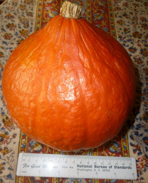 15+ RARE SWEET RED KURI WINTER SQUASH SEEDS 3-7 LB 6-8" ORGANICALLY GROWN gallery