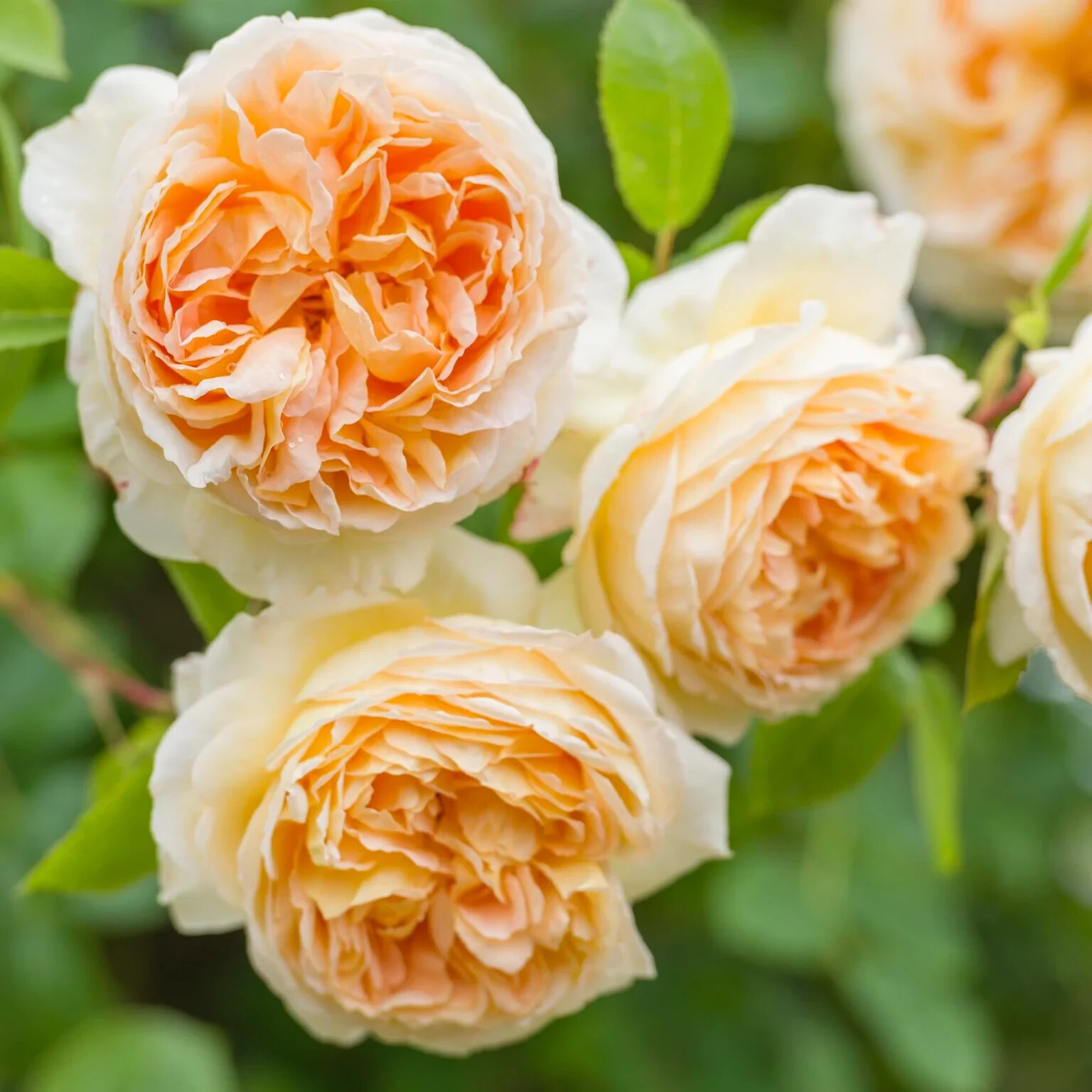 (Auschimbley) English BATHSHBA Thornless Climbing Live Rose Plant 7” Tall gallery