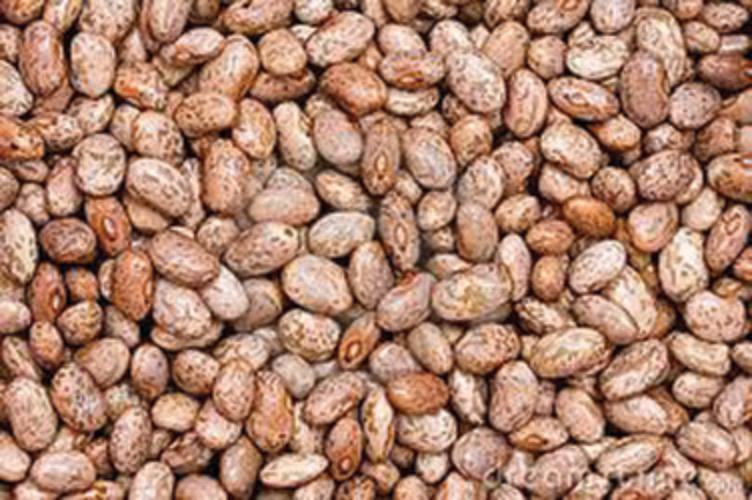 PInto Bean Seed, 1/2 Pound, Heirloom, Non GMO, Packed in Resealable Foil Pack gallery
