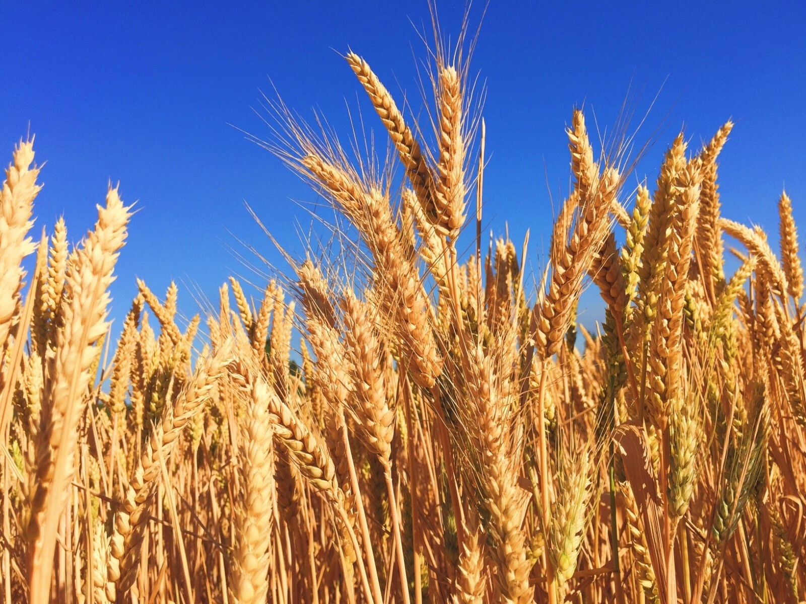 Hard Red Winter Wheat Seeds NON-GMO for planting sprouting fodder storage gallery
