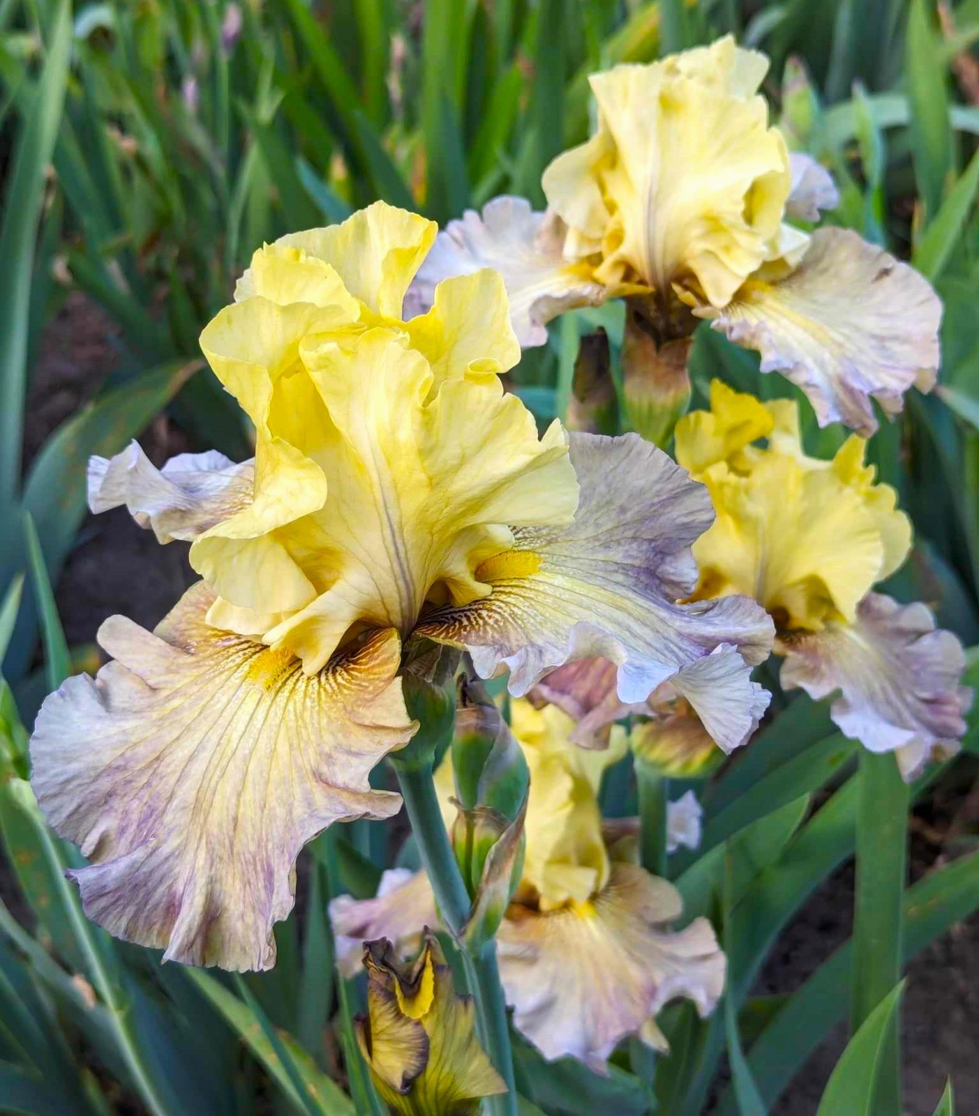 'Misty Ridge' Tall Bearded Iris Rhizome PRE-SALE to Ship Aug/Sept gallery