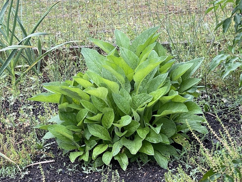 Russian Comfrey Bocking #14, (5) matured Root Cuttings or 1 Established plant gallery