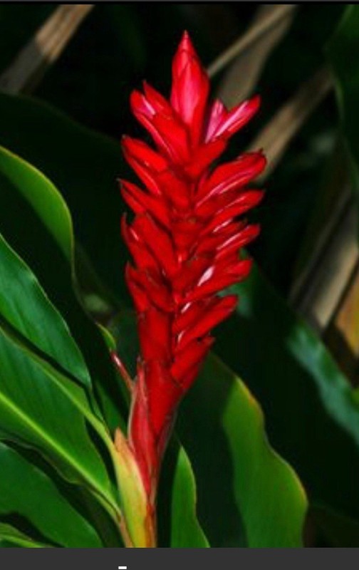3 red ginger plants hawaii gallery