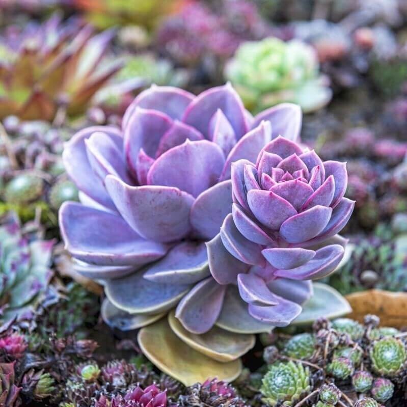 100pcs Mixed Rare Succulent Seeds, Mult-Color Indoor/Outdoor Plant gallery