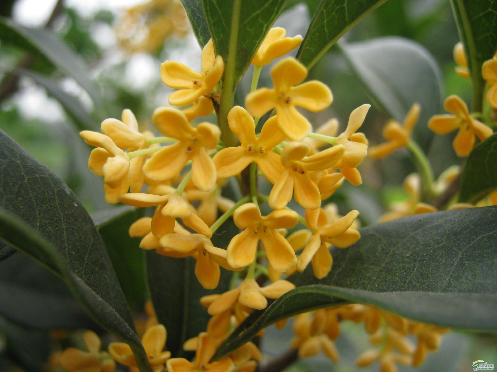 ( 1 ) - Yellow Flowering Fragrant Tea Olive ( osmanthus ) - Starter Plant ( L4 ) gallery