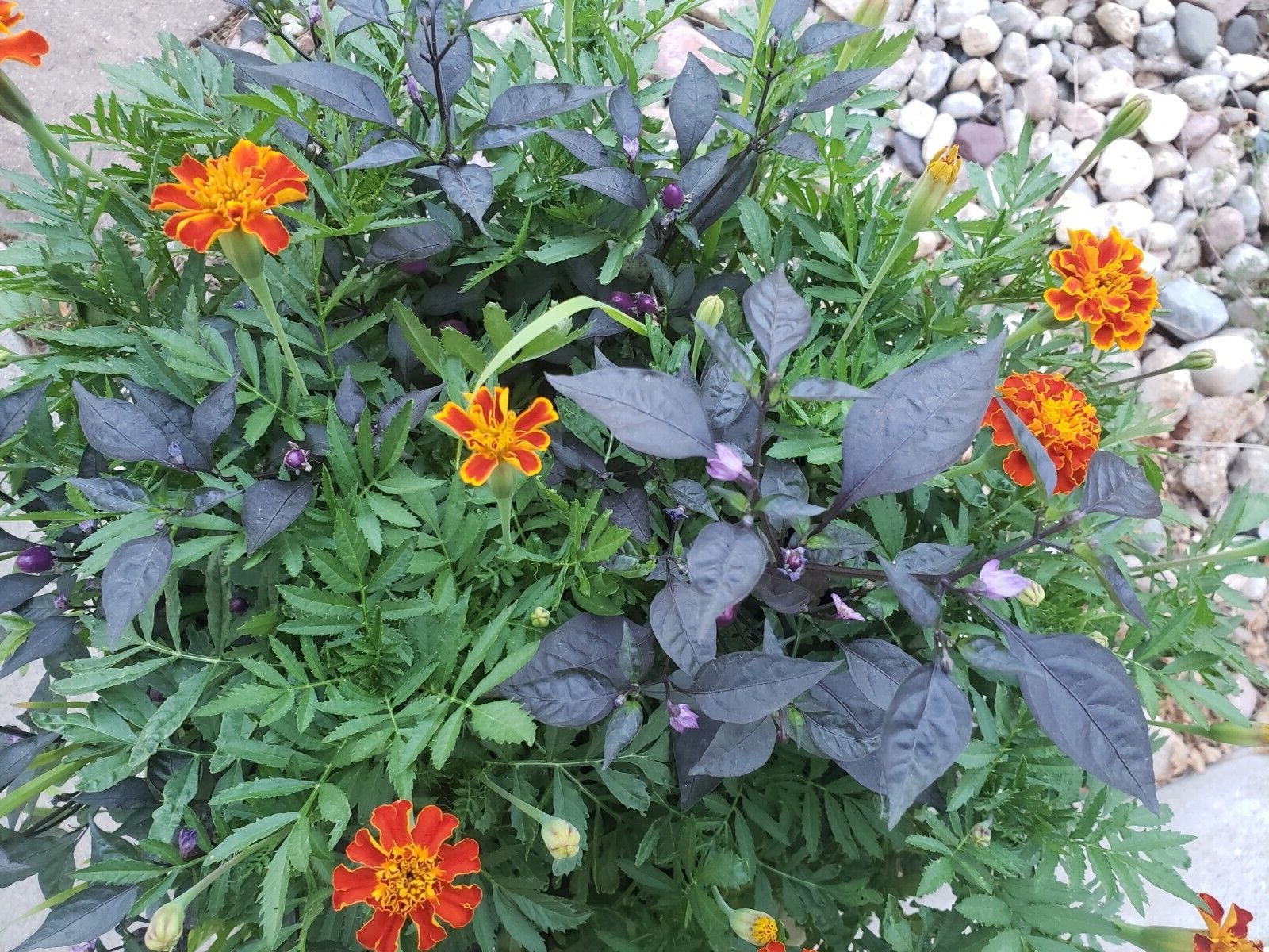 Ornamental pepper - Purple Pixie (25 Seeds) Free Shipping, Fresh for 2023 gallery