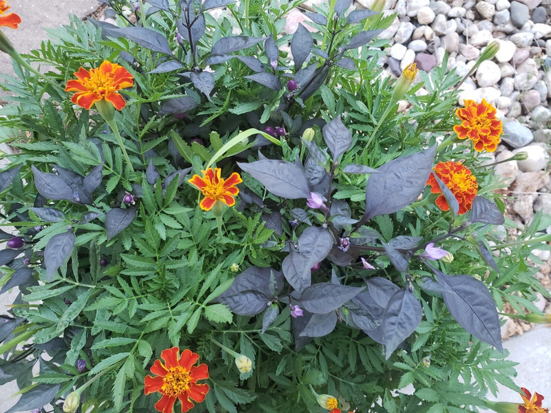 Ornamental pepper - Purple Pixie (25 Seeds) Free Shipping, Fresh for 2023 gallery