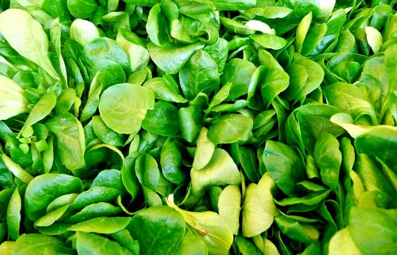 200 ARUGULA SEEDS SPRING GARDEN VEGETABLE SALADS HERB MICROGREENS NON-GMO USA gallery