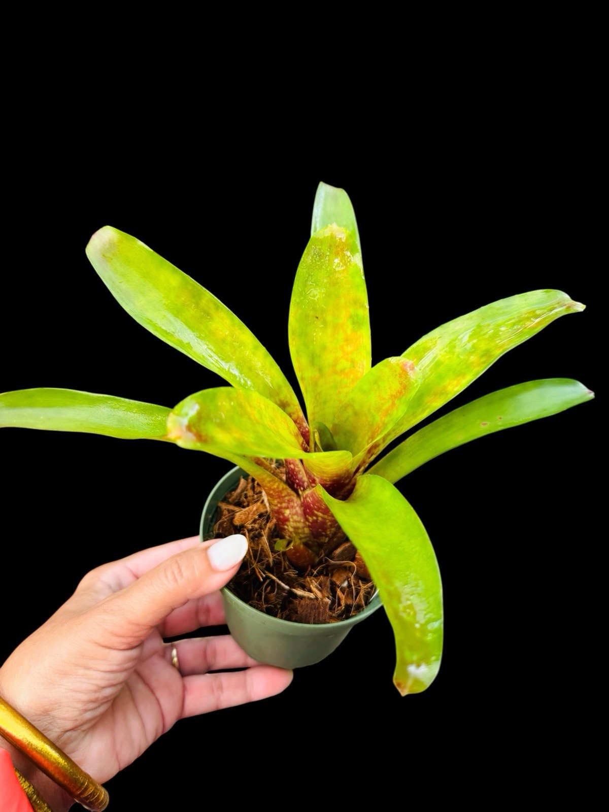 Compact Neoregelia Hybrid – Lisa Vinzant – Colorful Mottled Mini Bromeliad gallery