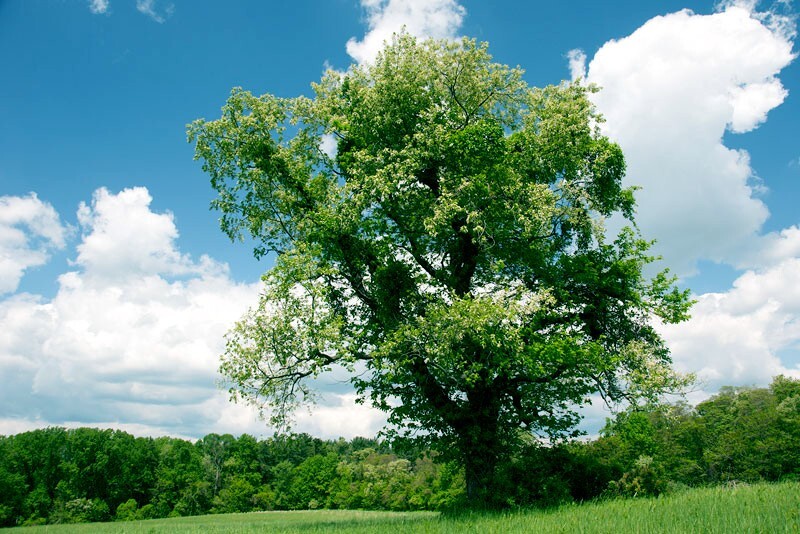 Black Cherry Tree Seeds (Prunus serotina) Hardy-3 Fast, Fall Color Flower Plant gallery