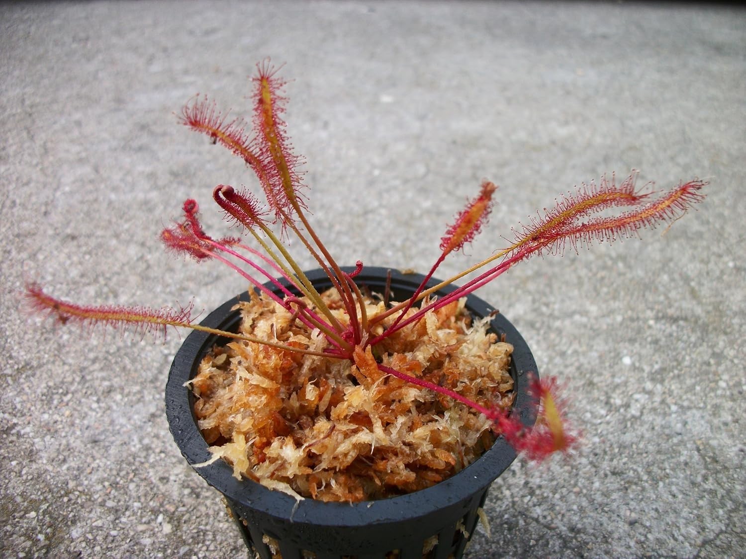Carnivorous Red Cape Sundew (Drosera Capensis) Plant 3 inch Pot gallery