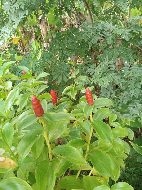 2x Red Button Ginger, Costus Woodsonii. Tropical easy to grow shade loving plant gallery