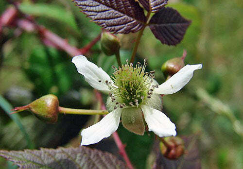 Rubus glaucus | Andean Raspberry | Mora de Castilla | 20 Seeds gallery