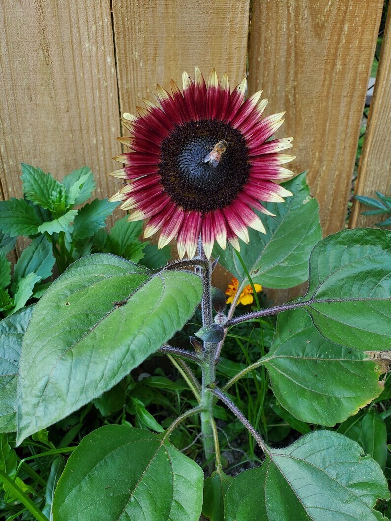 10 Ms. Mars Pink Dwarf Sunflower Seeds. USA Seeds. Organic. Ships free gallery