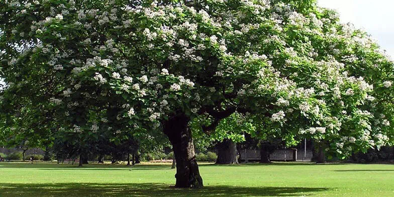 Catalpa tree qt. pot gallery