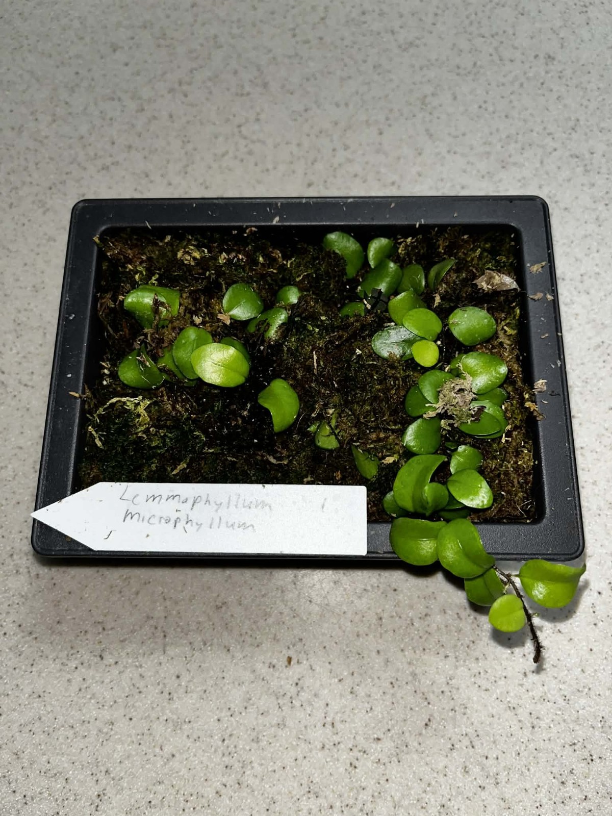 Lemmaphyllum microphyllum(Green Penny Fern) 4×6 Bonsai Pot Rare gallery