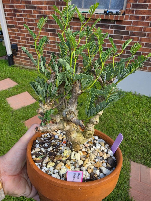 Senna Meridionalis Rare Live Succulent Bonsai Plant gallery