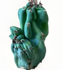 Cereus Peruvianus Monstrose Peruvian Apple Flowering Cactus Succulent Gift Idea