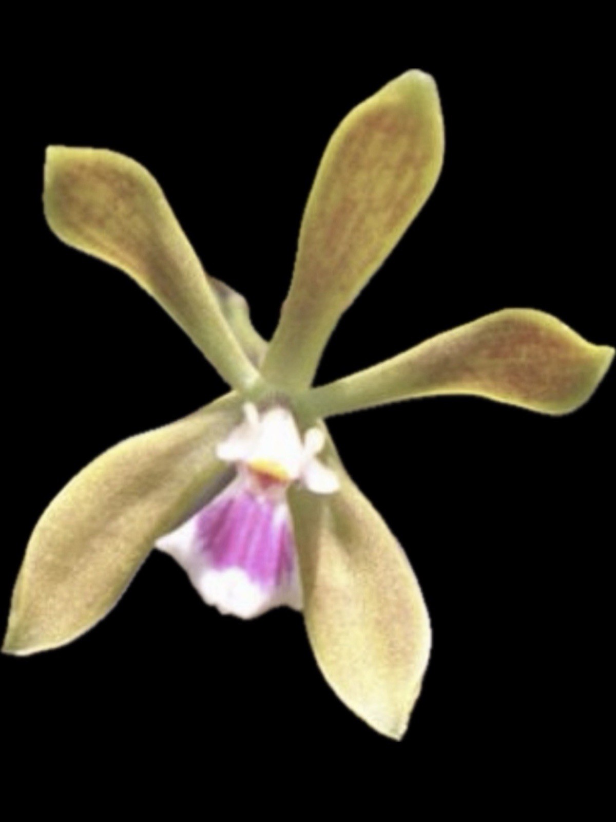 Encyclia tampensis Florida Native Butterfly Orchid Plant 0521 gallery