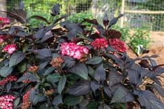 Dark Knight Hydrangea Plants
