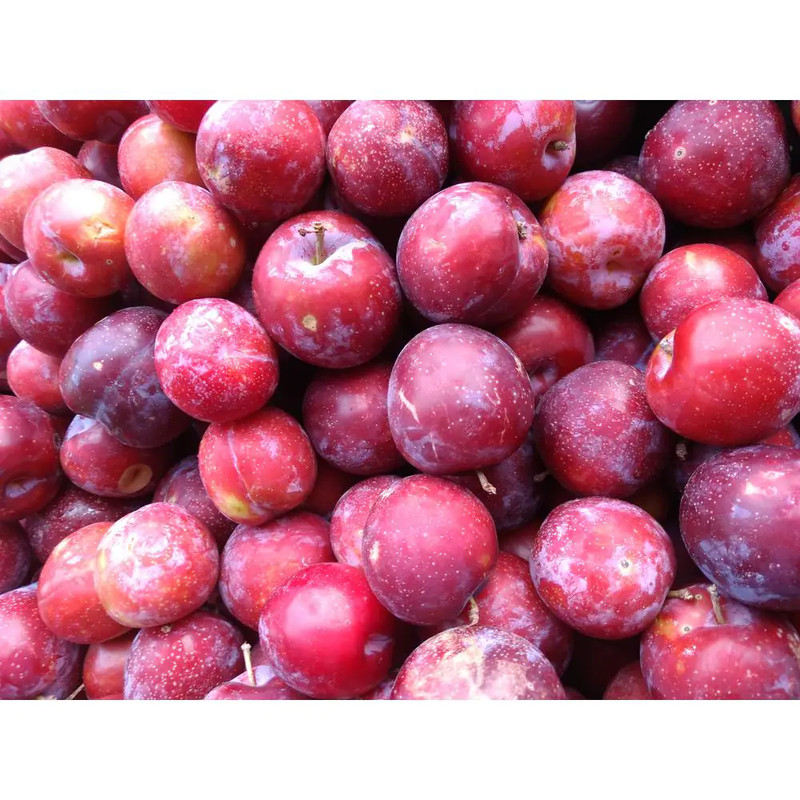 Dwarf Santa Rosa Plum Tree Bare Root gallery