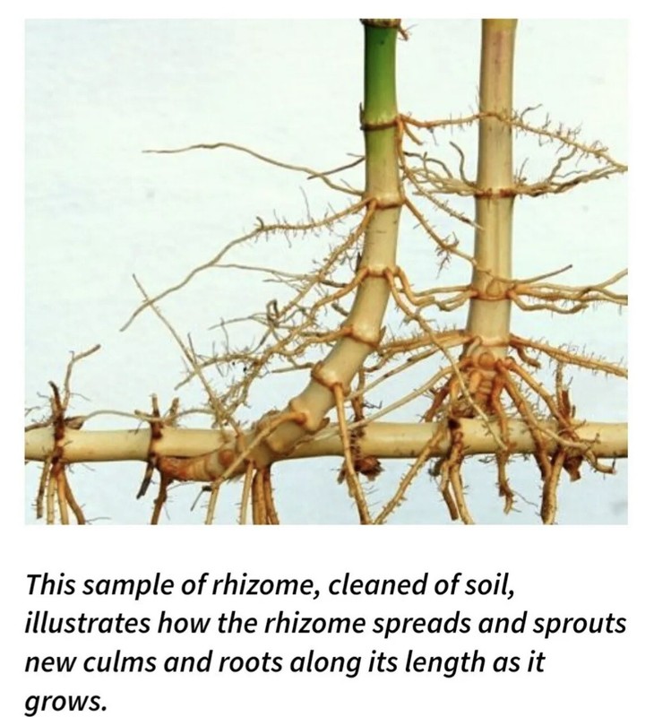 (15) Black Timber Bamboo Phyllostachys Nigra Live Root / Rhizome Bare Root Plant gallery