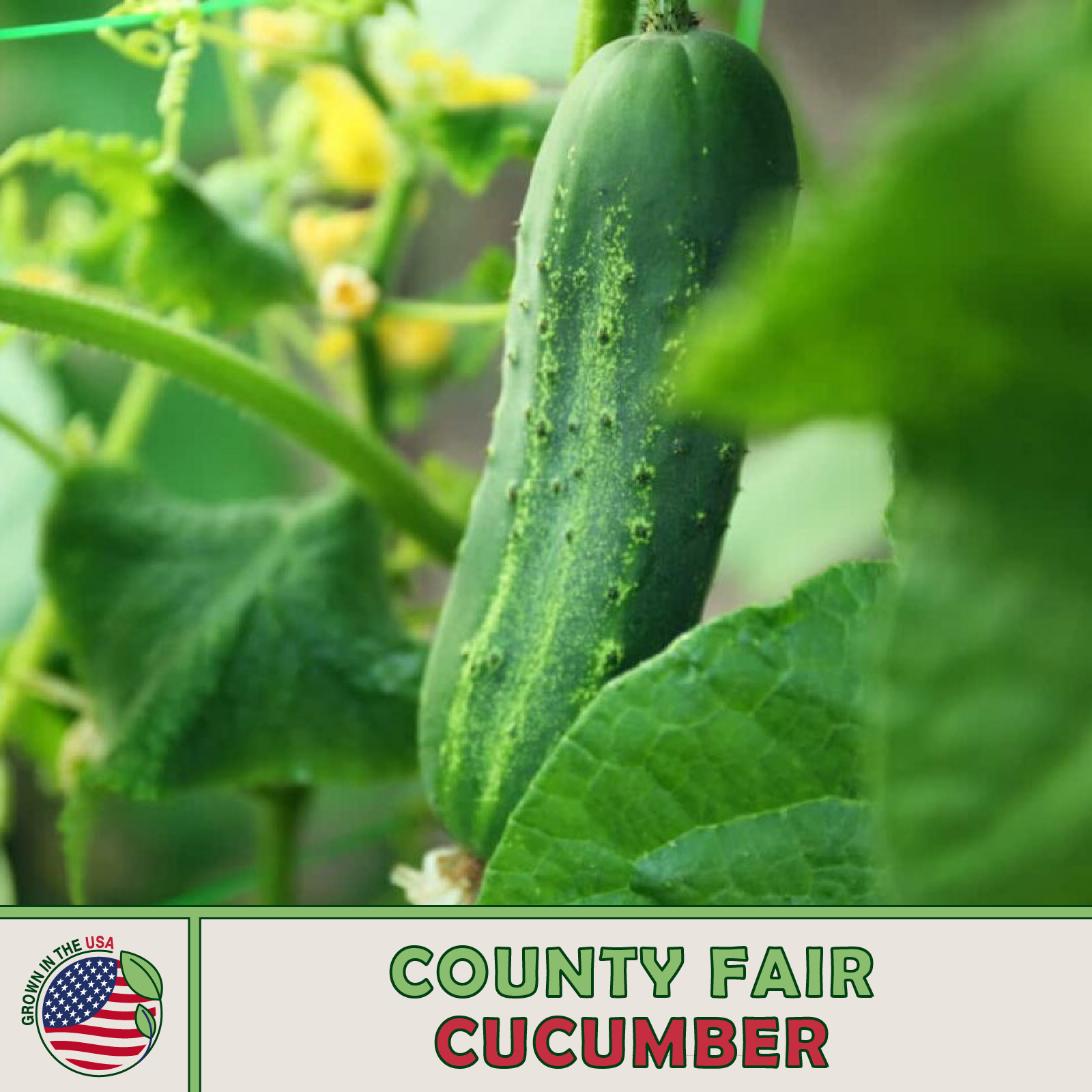 20 County Fair Cucumber Seeds, Hybrid, Genuine USA gallery