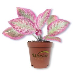 Pink Brocade Episcia – Live Starter Plant in a 2 Inch Pot – Extremely Rare…