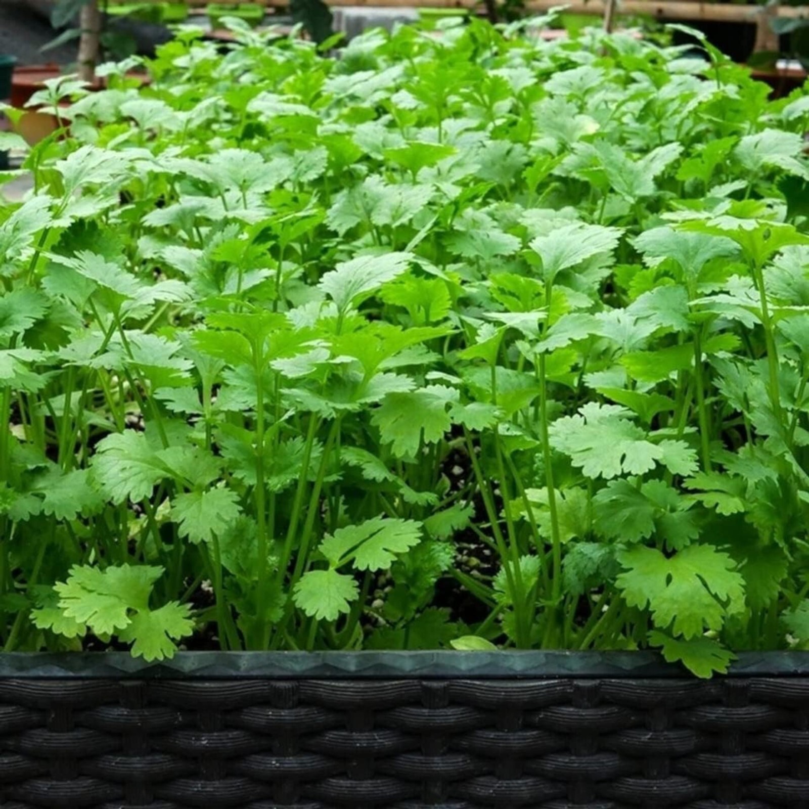 1000pcs Cilantro Seeds for Planting – Heirloom Coriander Herb for Outdoor Garden gallery