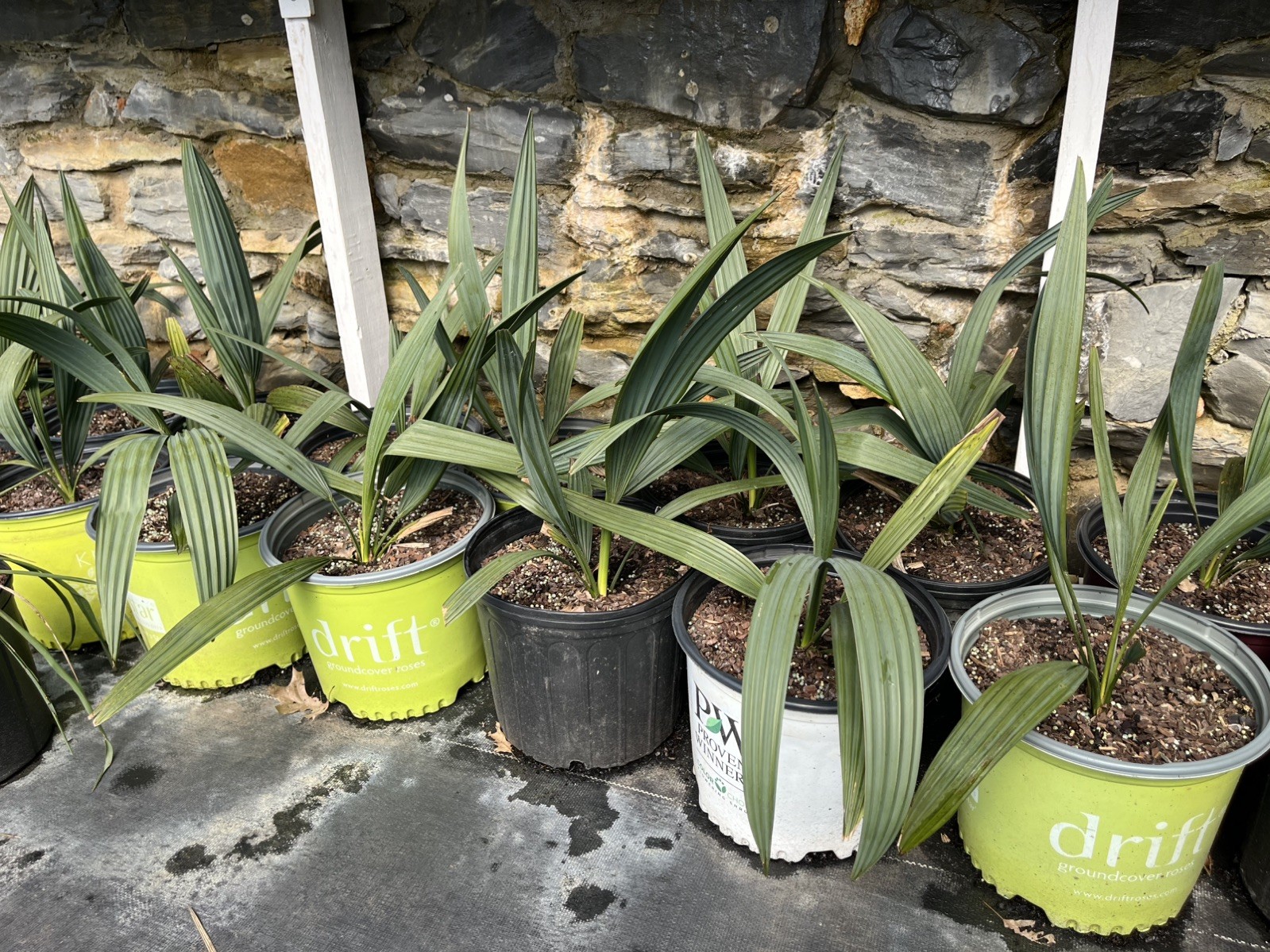 Sabal minor 3 Gallon – Split Leaf – Cold Hardy Palm gallery
