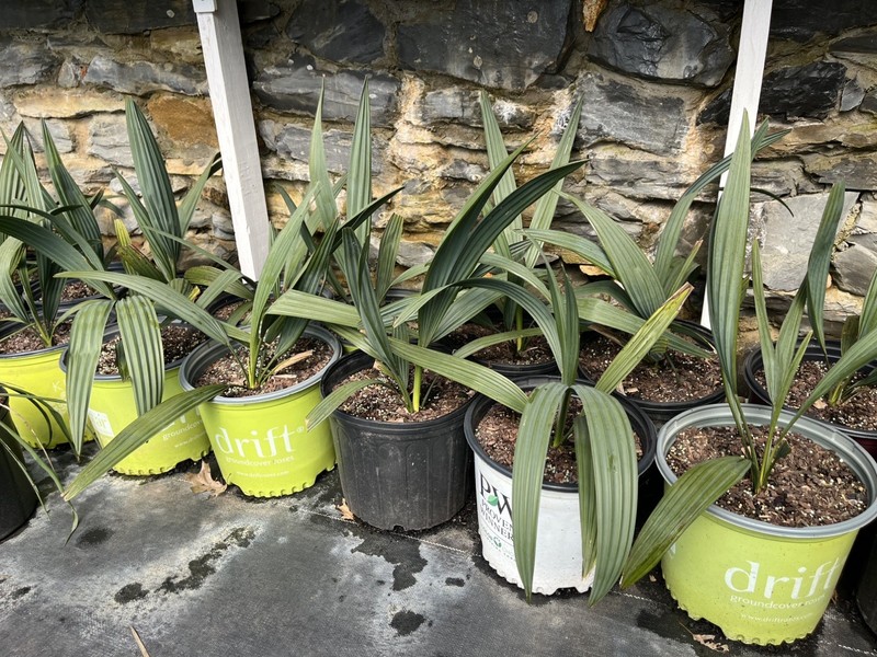 Sabal minor 3 Gallon – Split Leaf – Cold Hardy Palm gallery