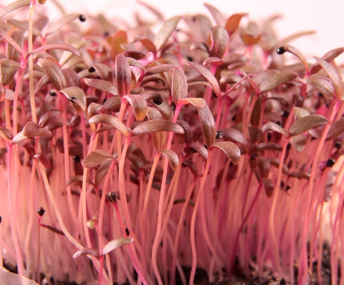 Red Garnet Amaranth MICROGREEN Seeds | Non-GMO | Heirloom | Seeds for Sprouting gallery