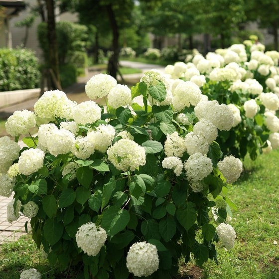 Live Rooted Annabelle Hydrangea Cutting Arborescens White Snowball Zones 3-9 gallery