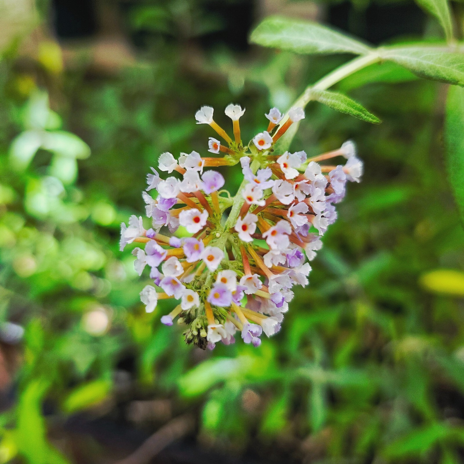 Dwarf Lavender Butterfly Bush - One stem in 2.5 inch Pot - Low Maintenance gallery