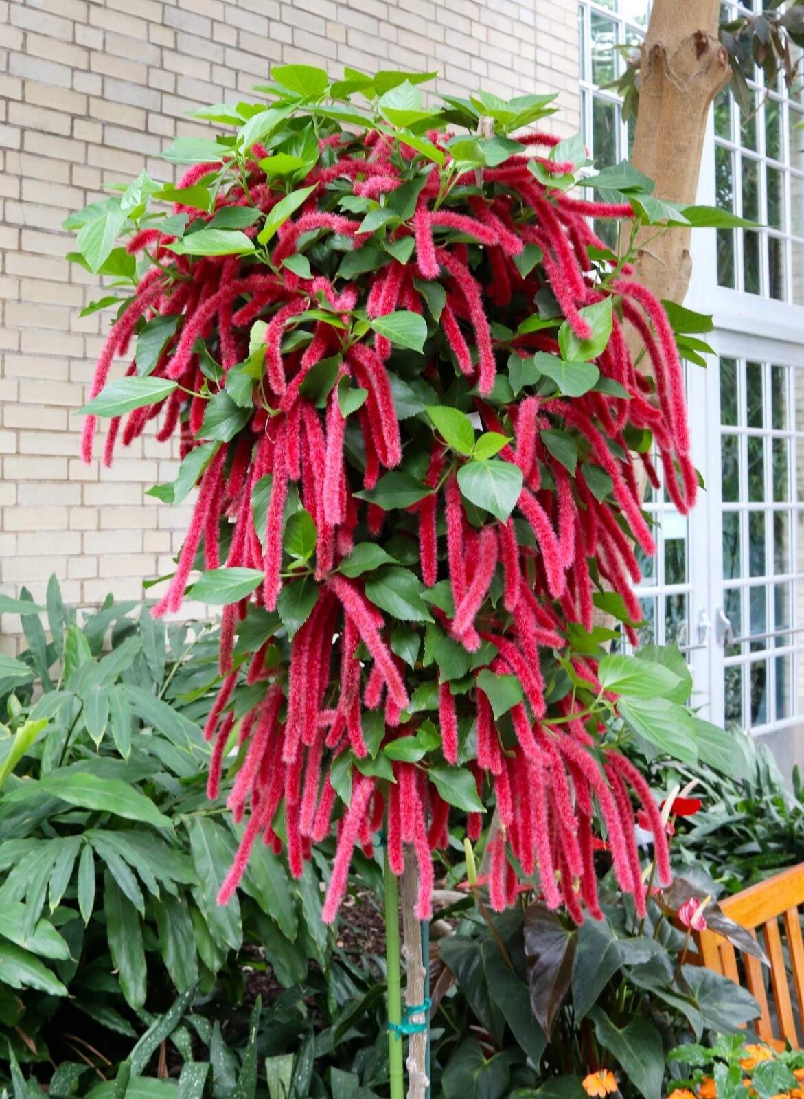 *GIANT CHENILLE*Acalypha Hispida*Starter Plant*Attracts Hummingbirds/Butterflies gallery