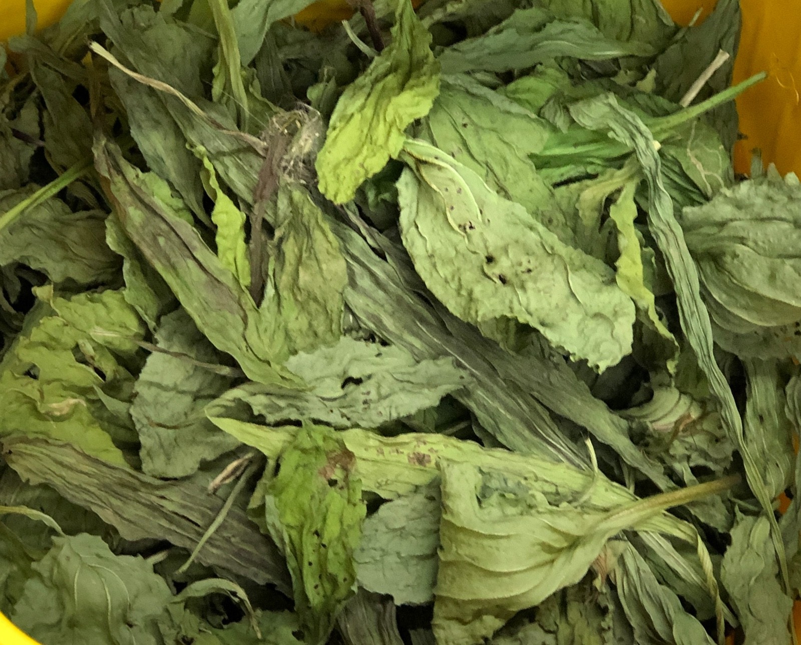 Fresh WHOLE DRIED Broadleaf PLANTAIN Leaves*Wild Medicinal*Sustainable Tiny Farm gallery