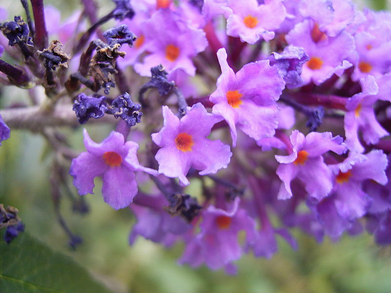 BUTTERFLY BUSH LAVENDER, 310 SEEDS, BUDDLEIA DAVIDII,*beautifully scented*HARDY gallery