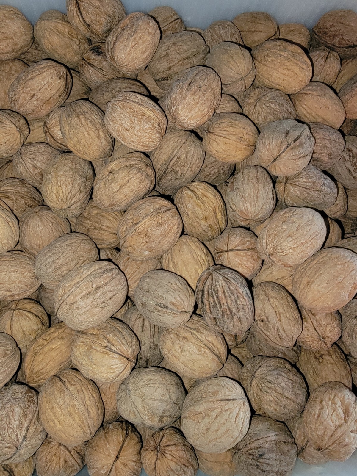RAW UNBLEACHED In-Shell Walnut~California Grown~2025 CROP~WHOLE 2 POUNDS ORGANIC gallery