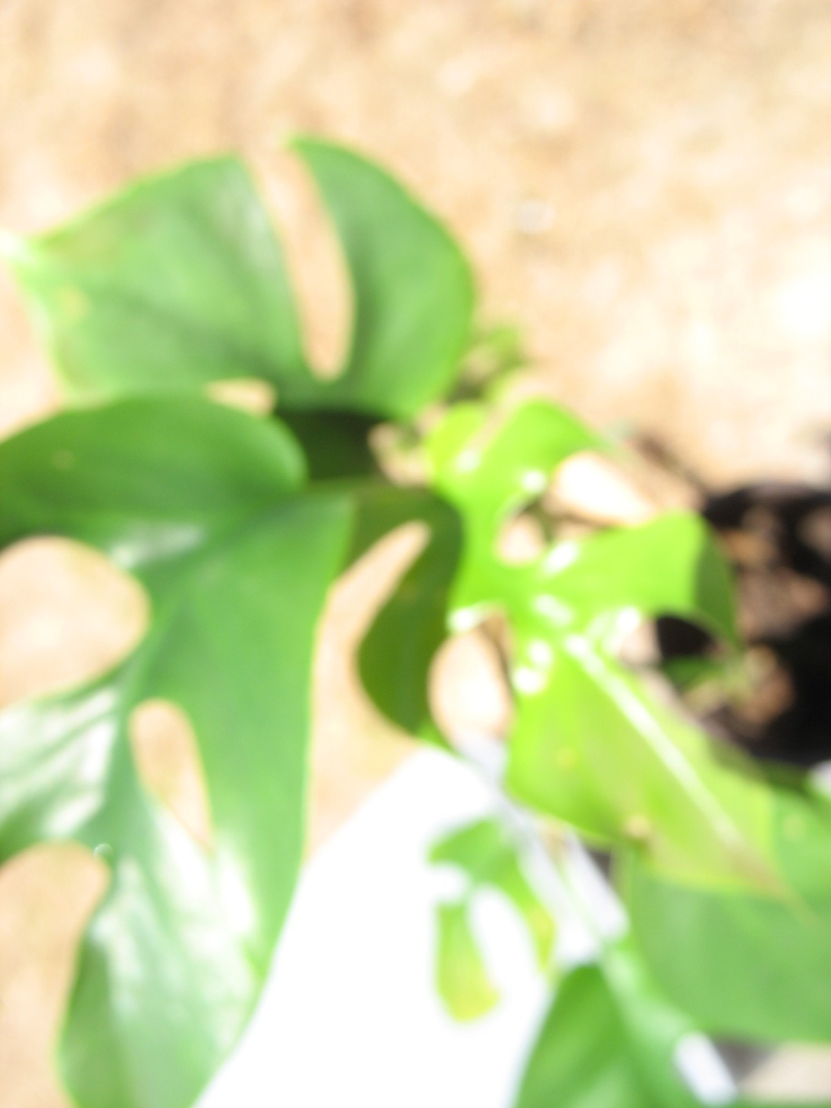 MONSTERA GINNY in 3.5" Pot | Mini Split Leaf | Live HousePlant | Tetrasperma gallery