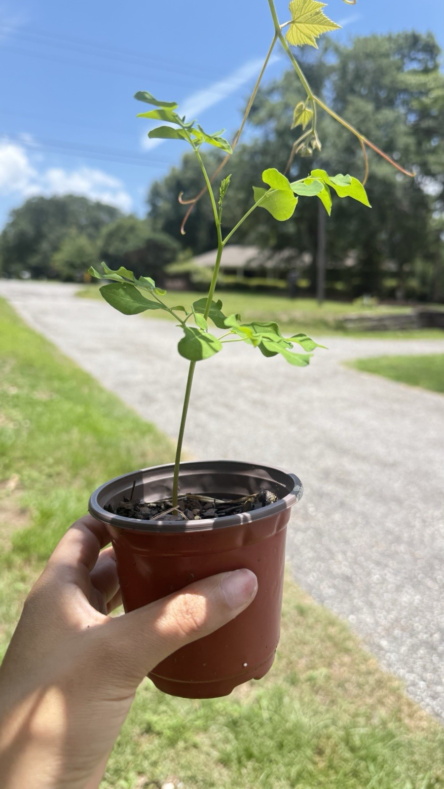 1 Moringa Oleifera Tree Seedling Fast Growing Pollinator Friendly gallery