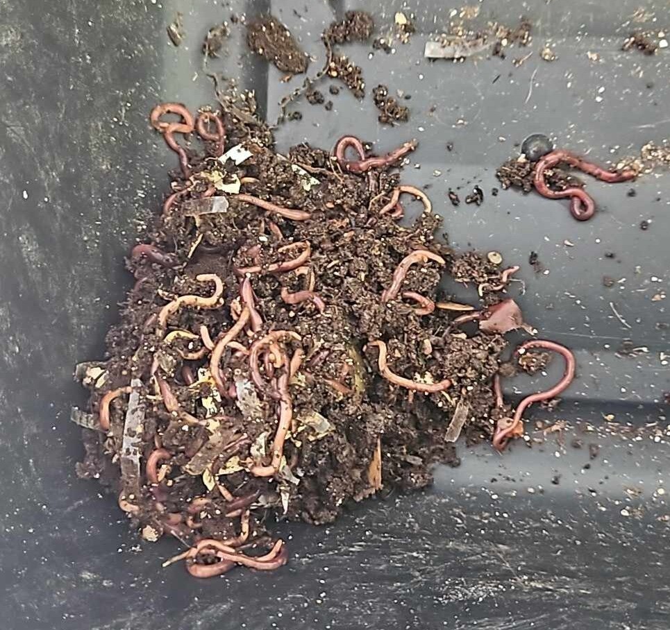 250+ Red Wrigglers For Vermicomposting Or Fish Bait. NO BLUES. gallery