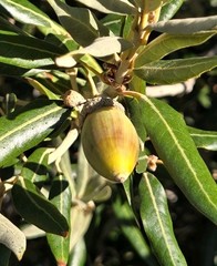 25 – SILVERLEAF SILVER LEAF OAK TREE, DECEMBER 2025 FRESH ACORNS