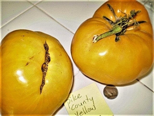 Pike County Yellow tomato BIG yellow heirloom non-gmo YUMM! gallery