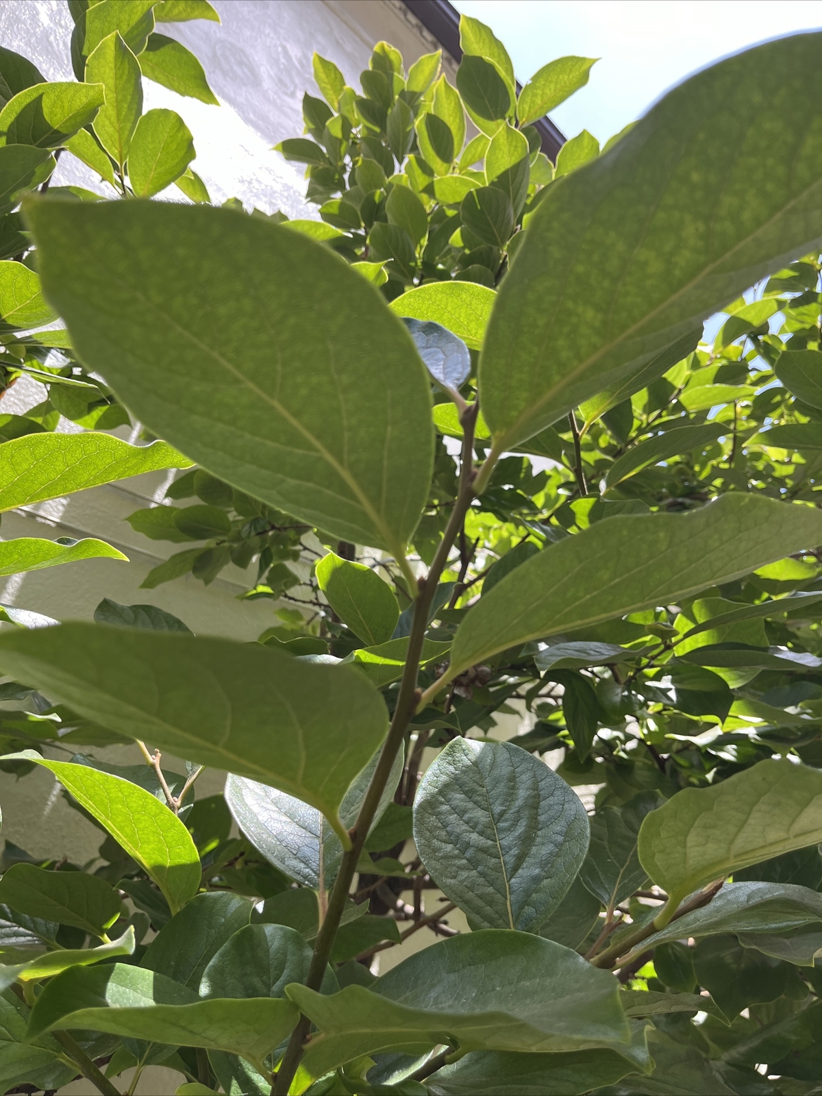 Anti Inflammatory 20 fresh Organic Persimmon leaves for tea. Large gallery